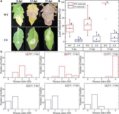 Overexpression of the C4 protein of tomato yellow leaf curl Sardinia virus increases tomato resistance to powdery mildew